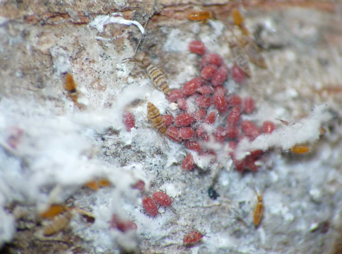 Cocciniglie?